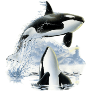 Killer whale PNG-71258